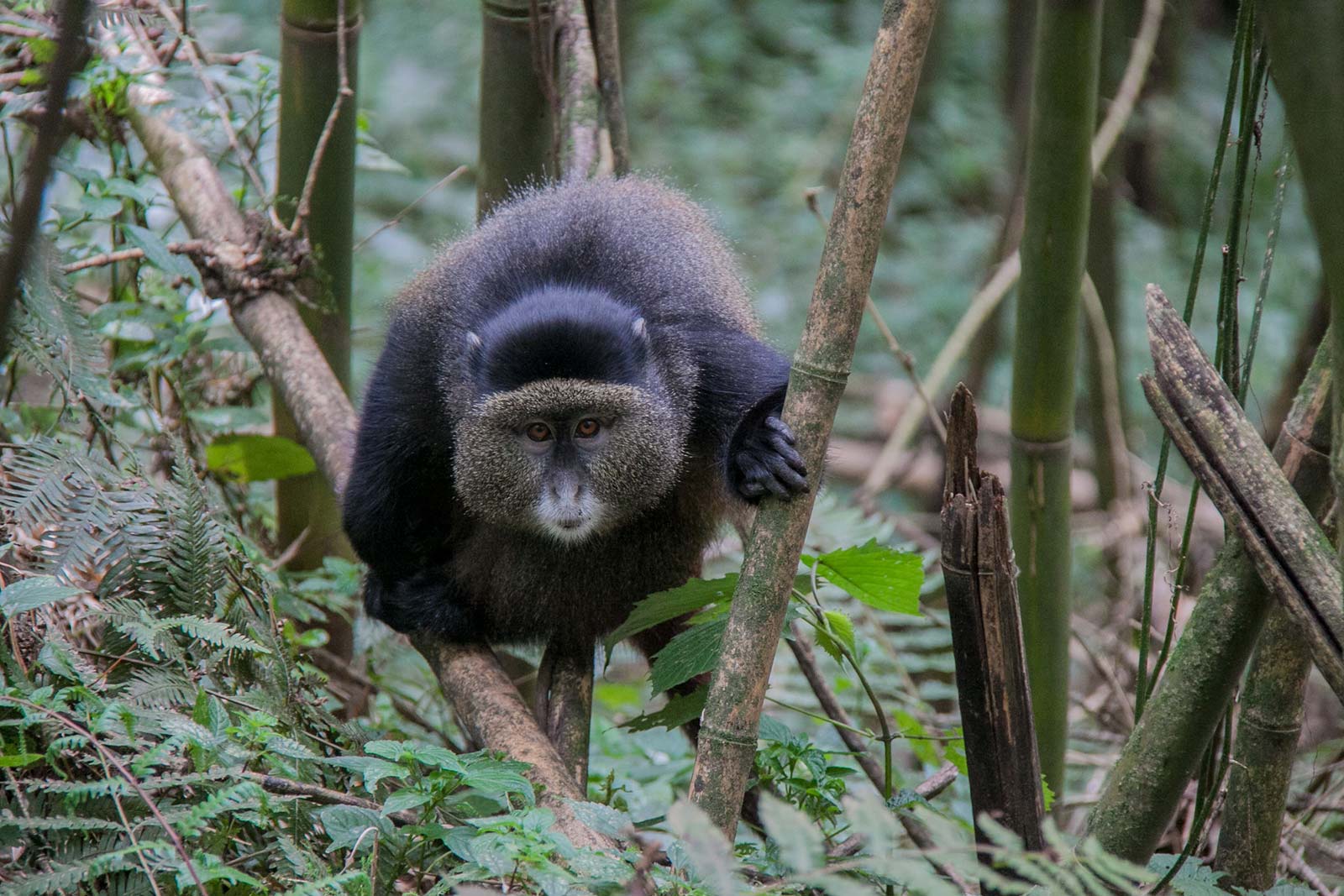 Golden Monkey Trekking Uganda Rwanda Gap Travels Uganda