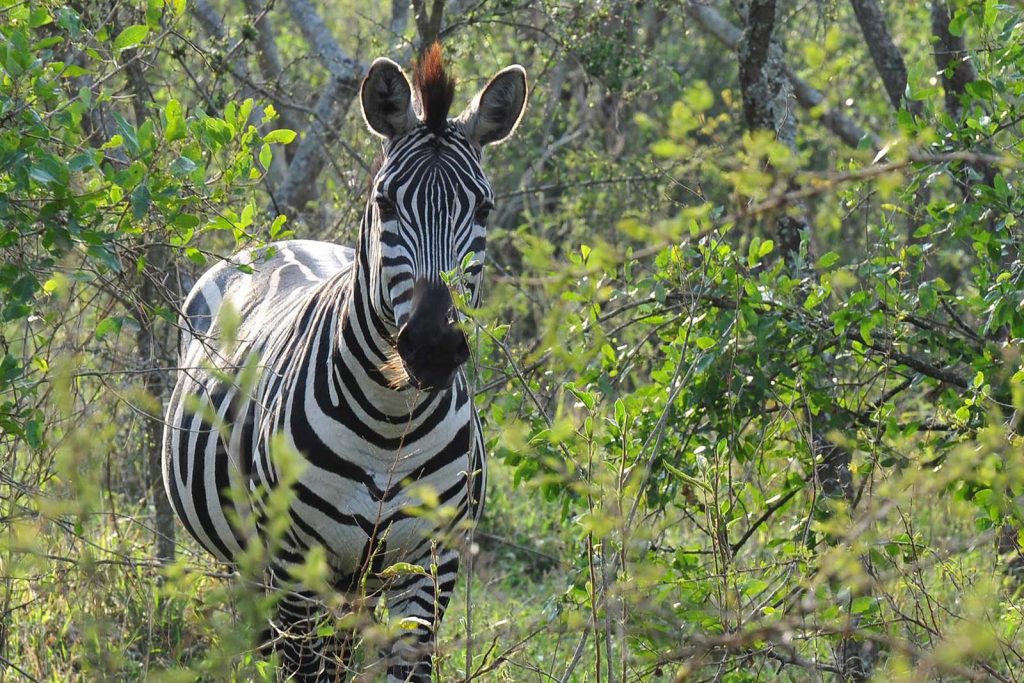 Lake Mburo National Park