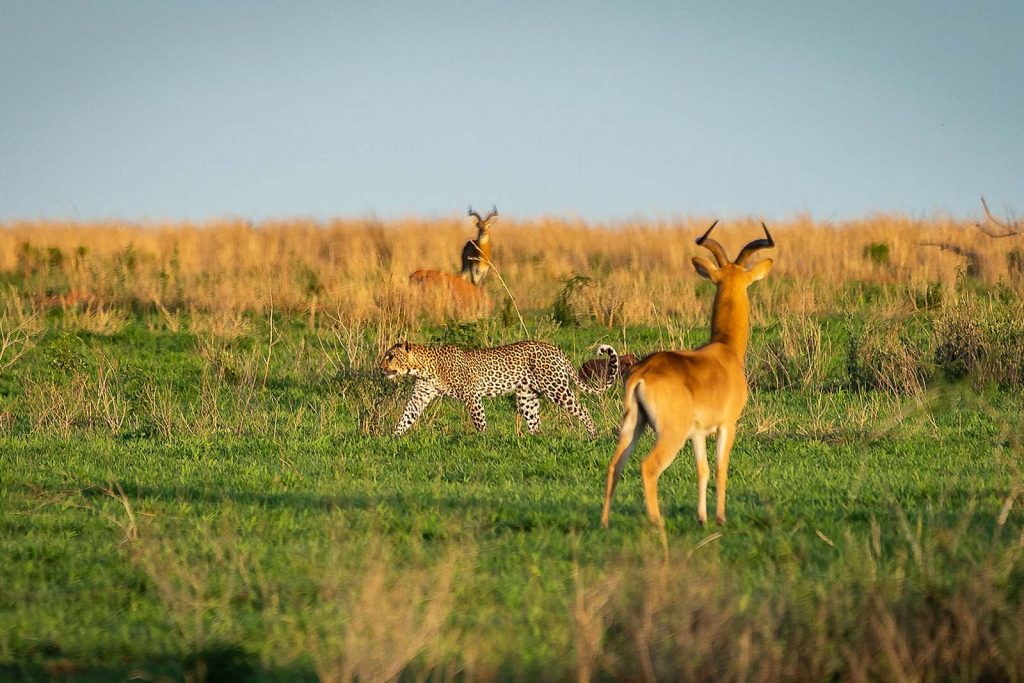 Africa family safaris