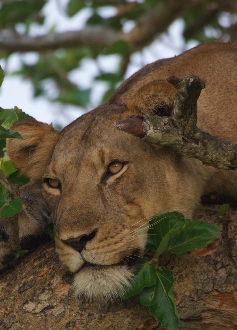 Family Wildlife Viewing