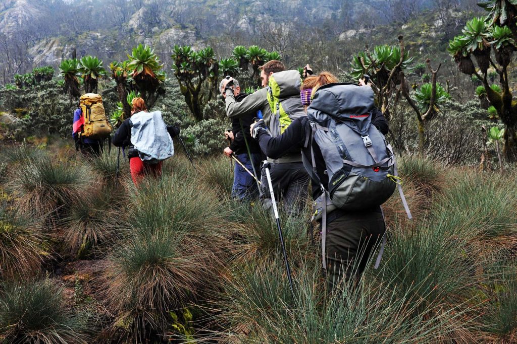 nature walks in rwenzori mountains