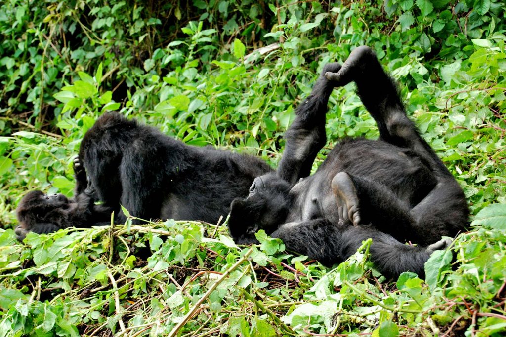 Rwanda Gorilla Trekking Safari