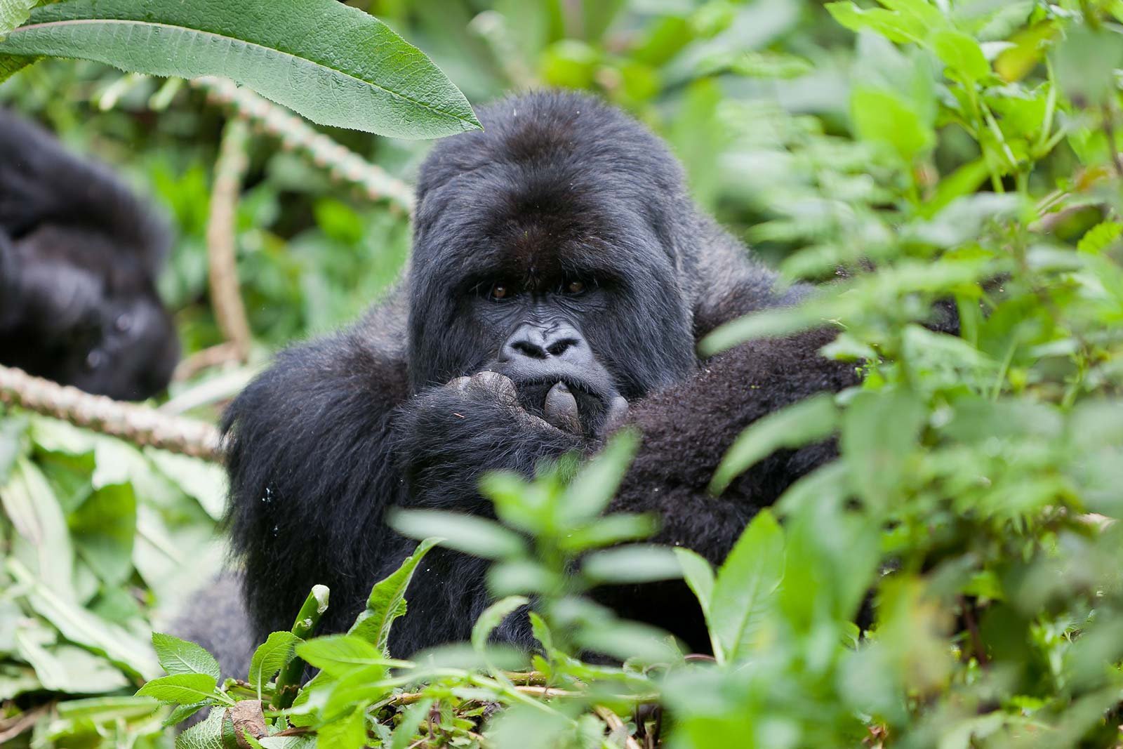 Gorilla tours, gorilla trekking in Uganda and Rwanda, Volcanoes National Park