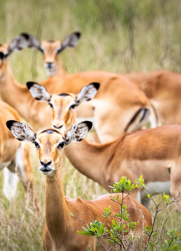 Family Wildlife Viewing