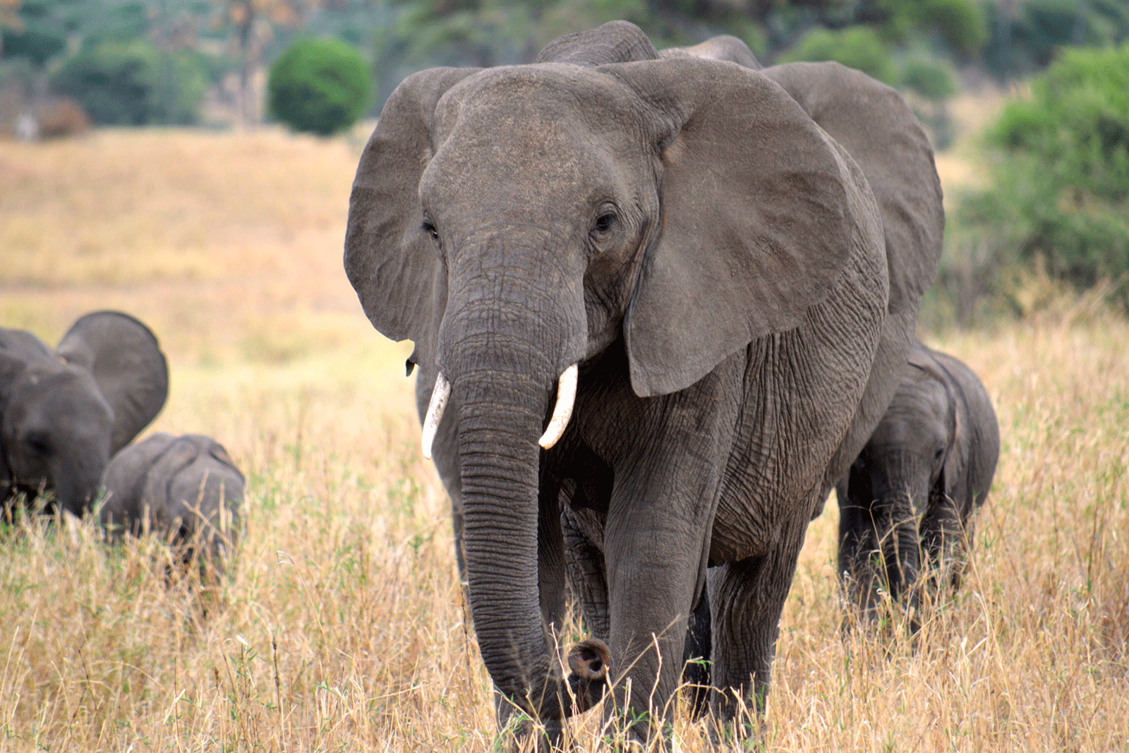 20 Days Experience Uganda Safari Holiday