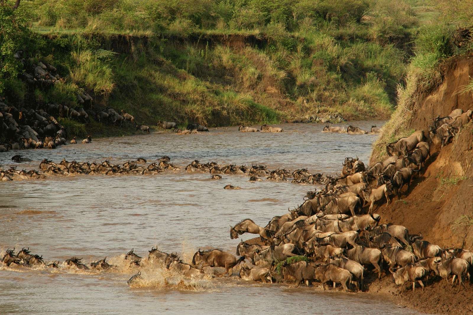 Witness the wildebeest migration