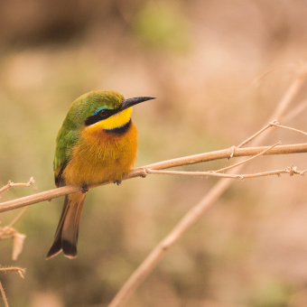 Bird-watching-in-Serengeti-National-Park