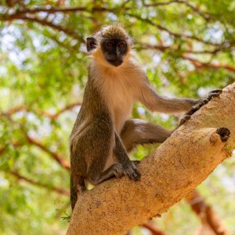 A vertical shot of a brown and white langur standing on a tree branch in Senegal