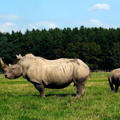 close-up-shot-indian-rhinoceros-with-background-forest_181624-32026