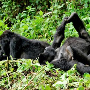 volcanoes-rwanda-gorilla-safari1.jpg