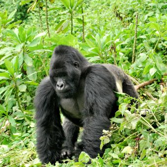 Classic Highlights of Rwanda Safari