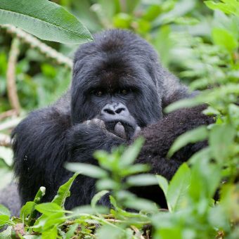 volcanoes-rwanda-gorilla-safari8.jpg