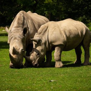 white-rhinoceros-beautiful-nature-looking-habitat-wild-animals-captivity-prehistoric-endangered-species-zoo_475641-2077